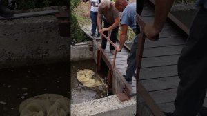 Зарыбление реки Обь подрощеной молодью нельмы и муксуна