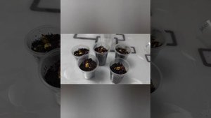 Миндаль. Как прорастить семена миндаля.