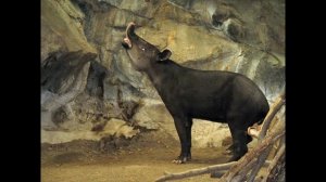 Baird's tapir || Descriptions, Characteristics and Facts!