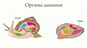 Тип Моллюски