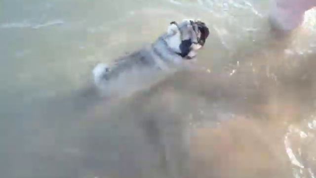 мопс плавает pug sw смотреть онлайн