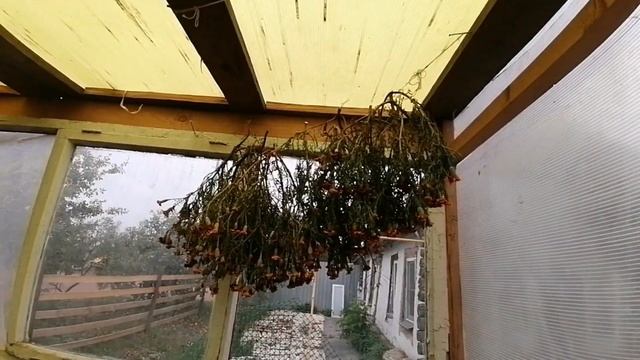 /Как собрать семена бархатцев/Собираю двумя способами/