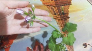 Пеларгония Плющелистная. Burgundy Blaze.