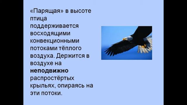 Презентация Физика в живой природе смотреть онлайн