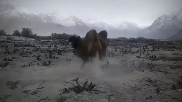 Антилопа Была Обречена! Битвы Животных, Снятые на Камеру! смотреть онлайн