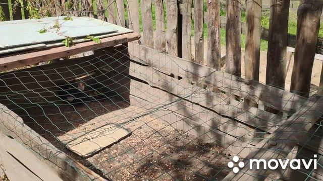 Так сколько у нас утят? Первые утята этого года. смотреть онлайн