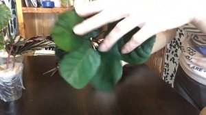 Бегонии , Полисциас Фабиан