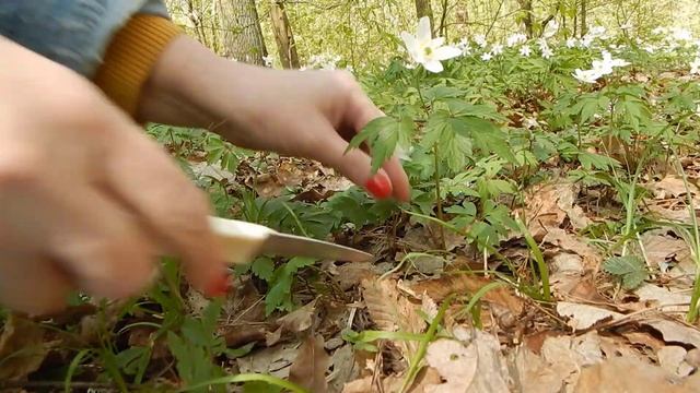 Анемона дібровна (Anemóne nemorósa) смотреть онлайн