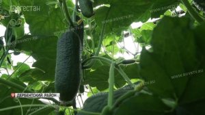 Площадь теплиц в Дагестане превышает 700 га