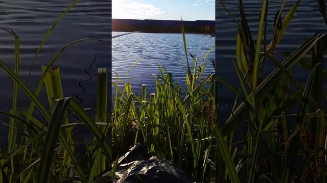 Ловим плотву на озере. смотреть онлайн