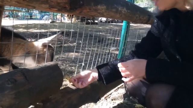 НедоВлог/// Пензенский Зоопарк ?и Океанариум ?? #пенза #зоопарк #животные #рыбы #путешествия смотреть онлайн