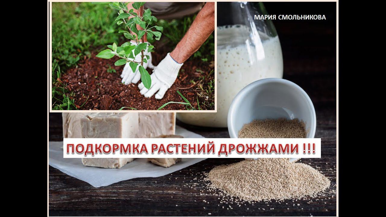 Дрожжевая подкормка плодовых деревьев,декоративных растений  и огорода !Все растет как на дрожжах !