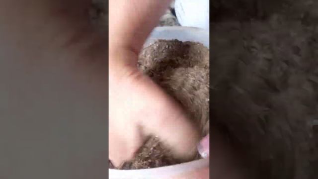 Пальманы үйде өсіру өте оңай .?Комнатные растения. ?Гүлдер әлемі . смотреть онлайн