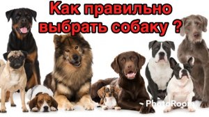 Как правильно выбрать собаку ?