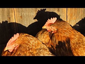 Старушки - несушки. Сколько лет живут куры?