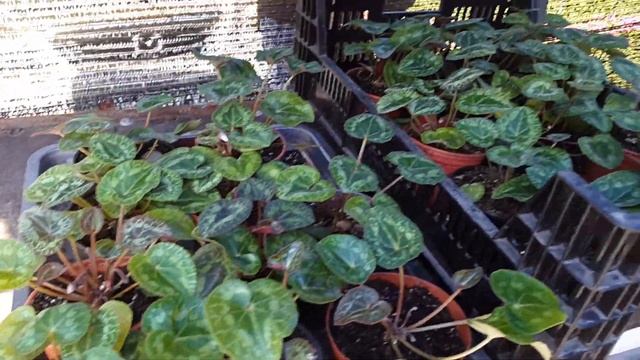 Ярмарка цветов 3я часть конец смотреть онлайн