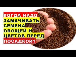 Когда надо проращивать семена овощей и цветов перед посадкой?