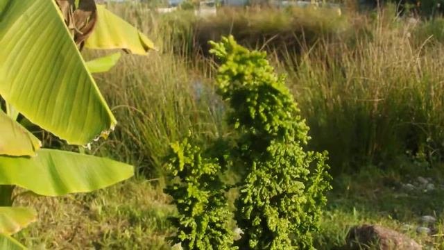 Chamaecyparis Obtusa 'Chirimen'
