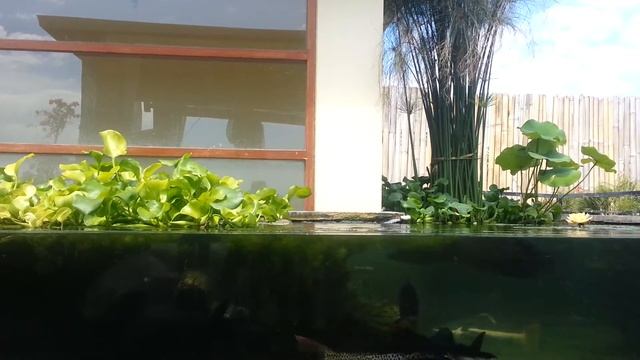 The Arapaima, Pirarucu, or Paiche (Arapaima Gigas) смотреть онлайн