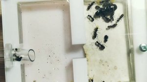 Кампонотус вагус (Camponotus vagus). Переселил в формикарий! Муравьи дома. Муравьиная ферма.