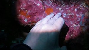Дурбанская танцующая креветка (Durban Dancing Shrimp). Дайвинг в Бирме 2015.