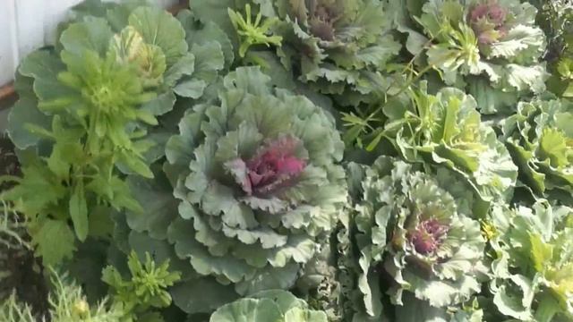 ДЕКОРАТИВНАЯ КАПУСТА ОБЗОР РАСТЕНИЯ смотреть онлайн