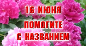 16 июня. Помогите определить название пионов