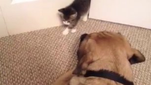 Котенок испугал большую собаку