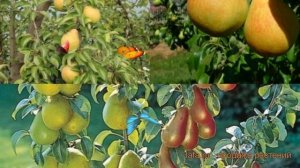 Груша обыкновенная Чижовская - Лада (pyrus) ? обзор: как сажать, саженцы груши Чижовская - Лада