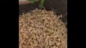 Салат по-корейски из  пророщенного маша! Очень вкусно и полезно!