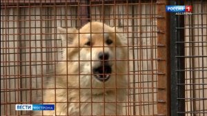 В костромском приюте «Право на жизнь» появятся теплые вольеры для собак