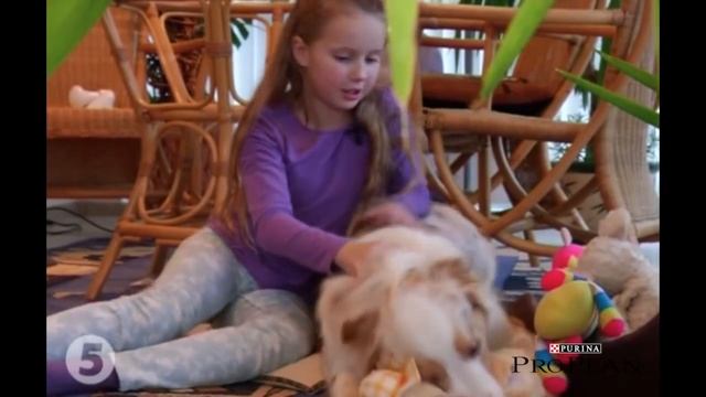 Австралийская овчарка – все о породе собаки – Purina Pro Plan Ukraine смотреть онлайн