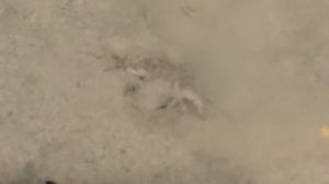 Лягушка малоазиатская (Rana macrocnemis)