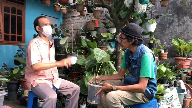 Perbedaan Anthurium Clarinervium VS Sweet Love  Brownii VS Bintang Kejora Semua VarigataGOKIL!!