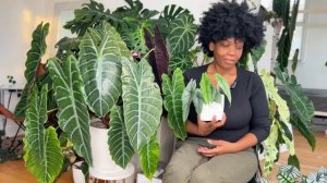 Mastering Alocasia Care - Tips and Tricks