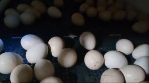 #инкубация #куропатки 21 #день