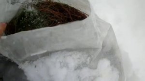 Самый лучший межвенцовый утеплитель - это мох