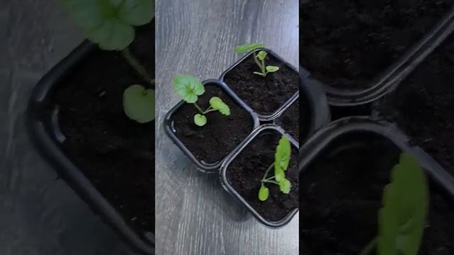 #пеларгония из семян #русскийразмер #герань #парень_из_сада #garden_guy #дачник #садовод