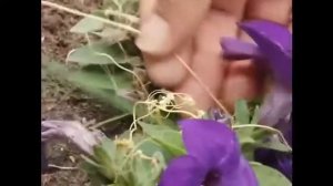 Борьба со злостным сорняком   Повилика