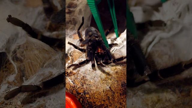 Паук-птицеед если что то он не лёг линять.