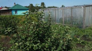 Сибирские яблоки 2019г. Проверенные сорта яблонь для Сибири.