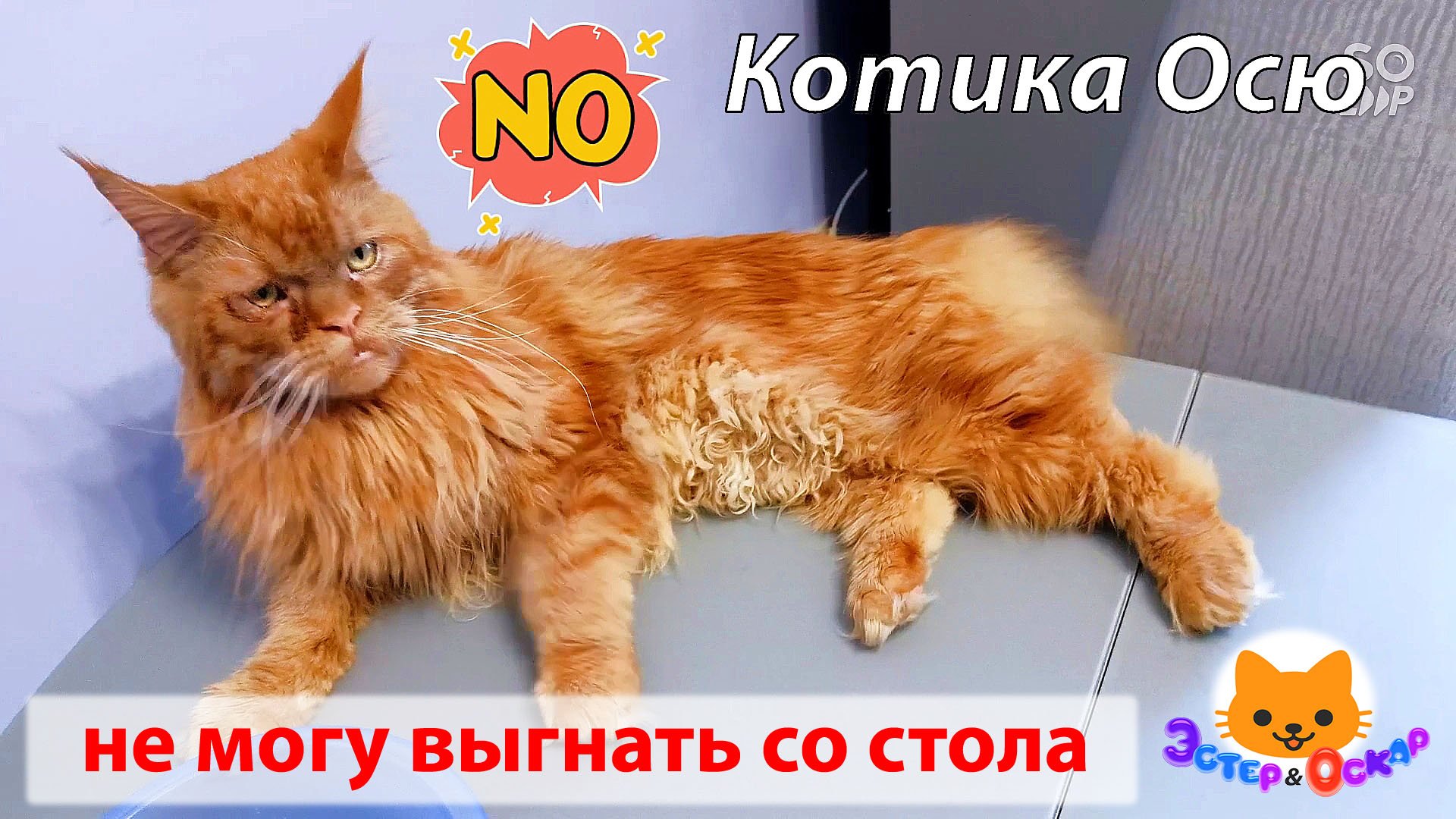 Наташа и котики новые. Котик -Наташ я толстый. Я выгнал кота.