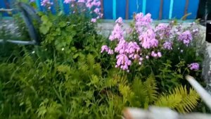 Колибри в Беларуси(Калинковичи)