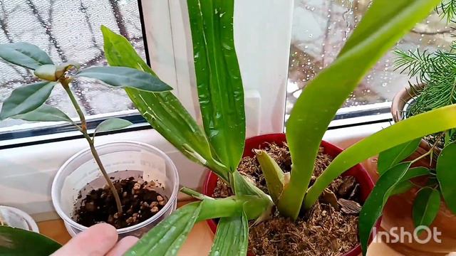 мой зимний сад ( 2часть)