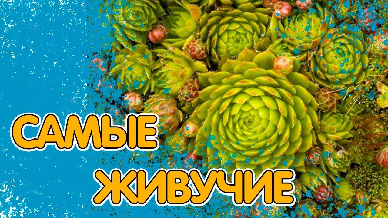 8 НЕУБИВАЕМЫХ РАСТЕНИЙ. САДИТЬ ОБЯЗАТЕЛЬНО!