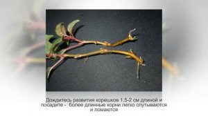 ФУКСИЯ размножение семенами. Размножение фуксии черенками