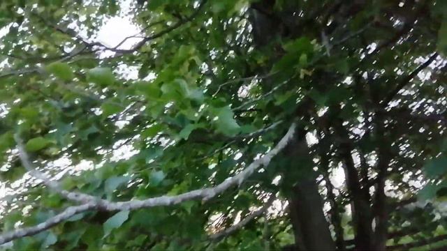 Пчёлы обЛИПили липу смотреть онлайн