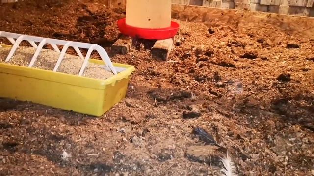 Цыплята переезд в курятник, как их перенести смотреть онлайн