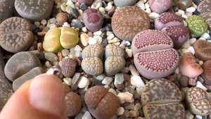Литопсы/ Lithops. Как я поливаю литопсы ЛЕТОМ ☀️. Фрития цветёт. 23.06.2023.