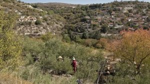 Кипр. Все об оливковых деревьях. [Сбор оливок. Как готовить оливки. Оливковое масло. Польза оливок.